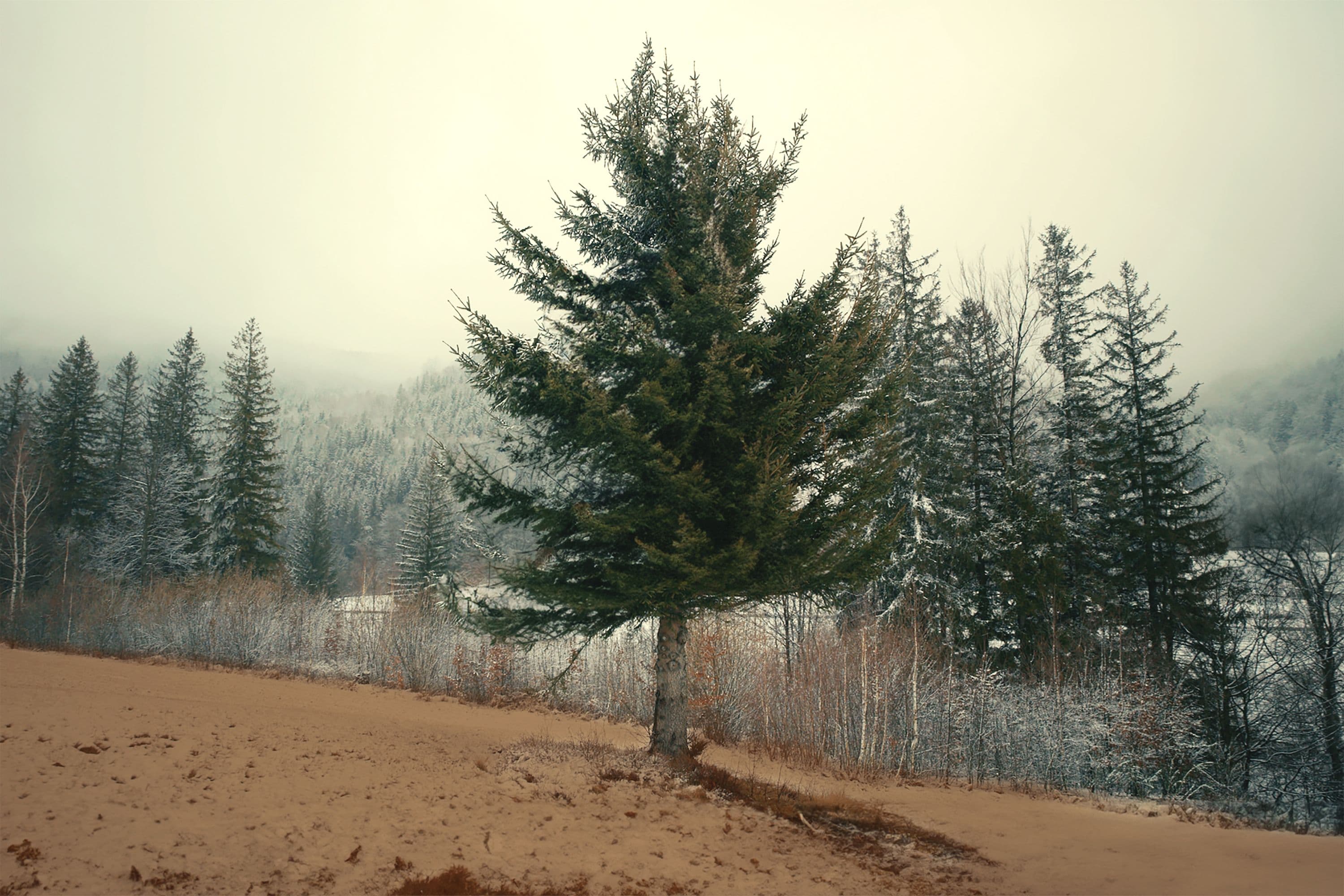 Hyundai: Tree Correspondents-row-7