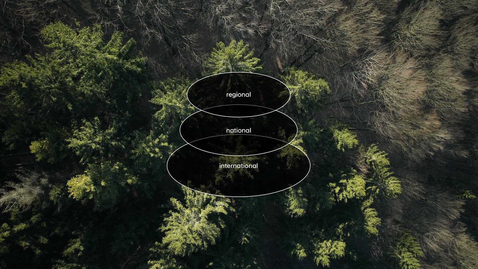 Hyundai: Tree Correspondents-row-3