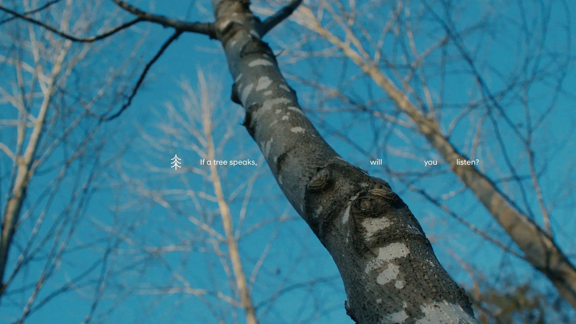 Hyundai: Tree Correspondents-row-1